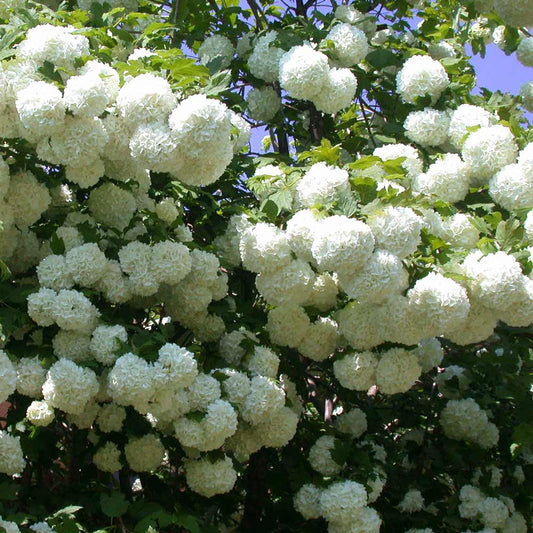 Viburnum opulus cv. "roseum" - viburnum (18 cm vase)