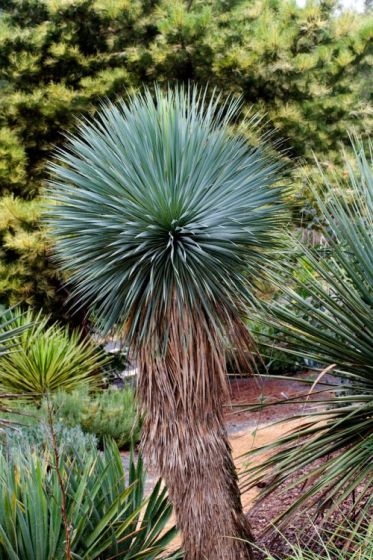 Yucca Rostrata - Blue Yucca (Square Vase 7X7X10 Cm)