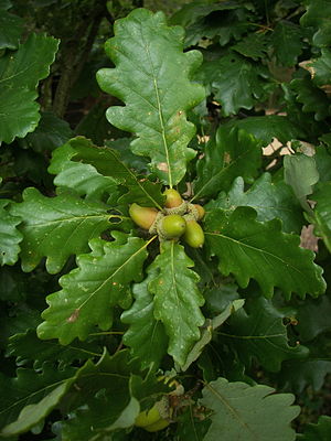 Quercus petraea - oak (Square vase 9x9x20 cm)