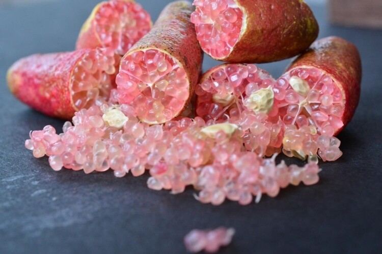 Citrus australasica cv pink pulp - caviale di limone (Fitocella) – Vivai  Mola della Badia