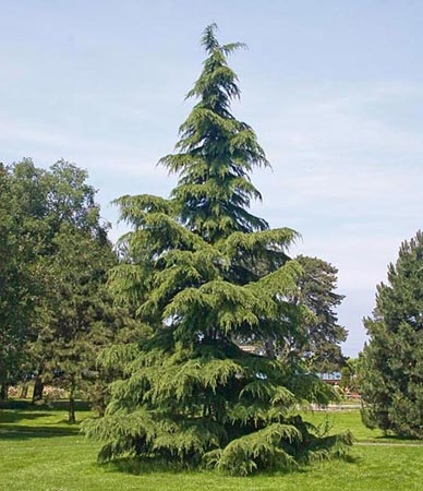 Cedrus deodara - Himalayan cedar (Square vase 9x9x20 cm)