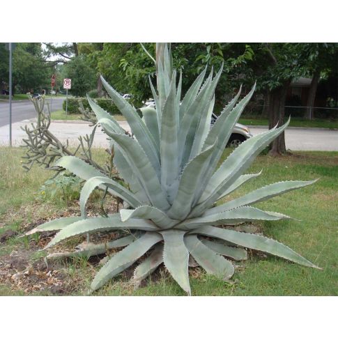 American agave - Mediterranean agave (Square vase 9x9x10 cm)