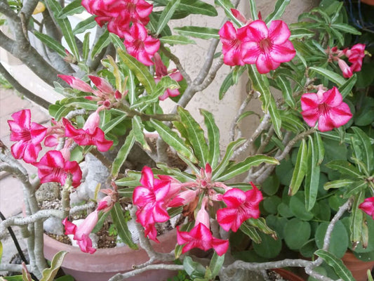 Adenium obesum subs. somalense - rosa del deserto della Somalia (Vaso quadro 7x7x8 cm)