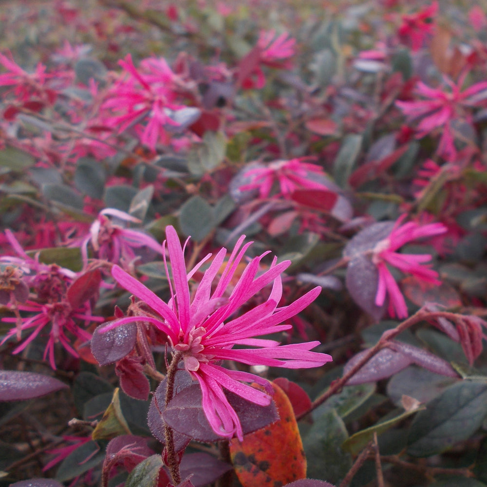 Loropetalum chinense cv. "fire dance" - honeypetal (Vase 18 cm)