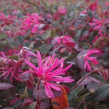 Loropetalum chinense cv. "fire dance" - loropetalo (Vaso 18 cm)