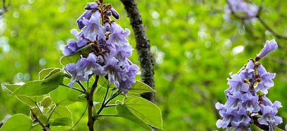 Paulownia tomentosa - paulownia (Square vase 12x12x20 cm)