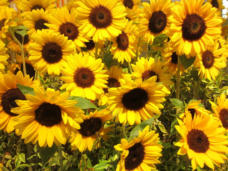 Helianthus annuus cv. "big flower" - giant sunflower (20 seeds)