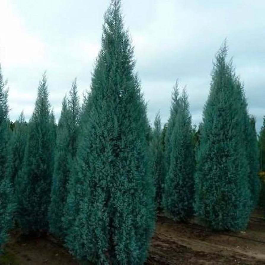 Cupressus arizonica - Arizona cypress (Forest cypress)