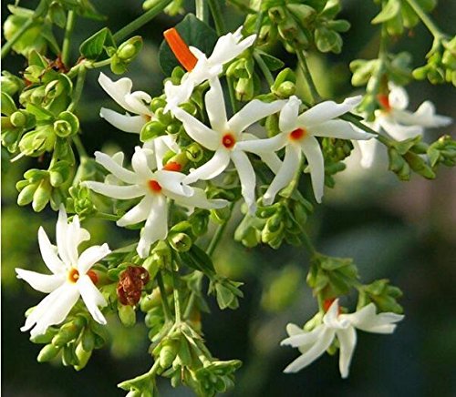 Cestrum nocturnum - gelsomino notturno (Vaso 15 cm)