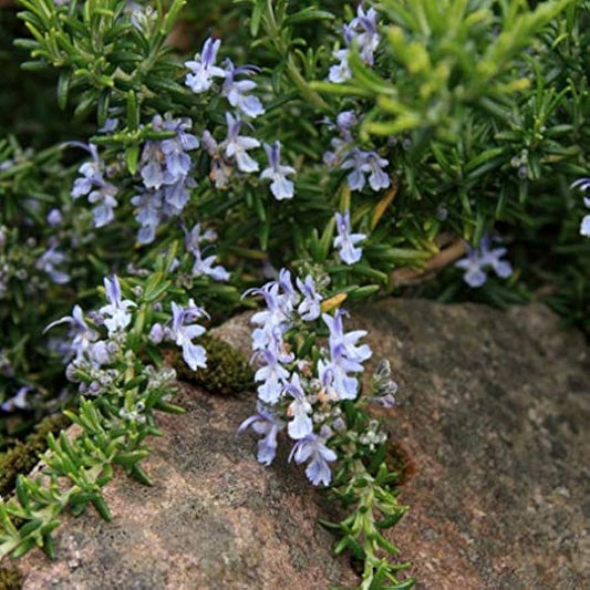 Rosmarinus officinalis semi prostratus cv. "Super blue" - rosemary semi prostrate blue flowers (Forest socket)