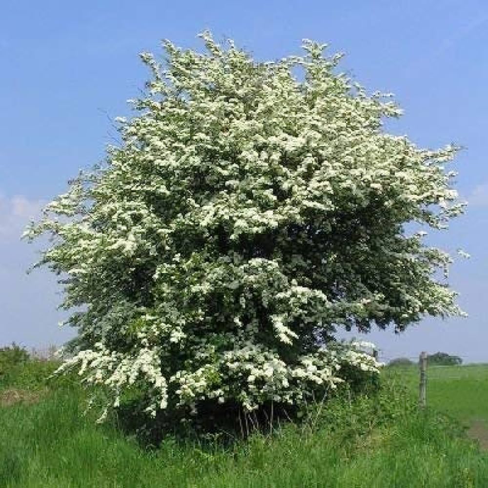 Crataegus monogyna - hawthorn (Square vase 16x16x22 cm)