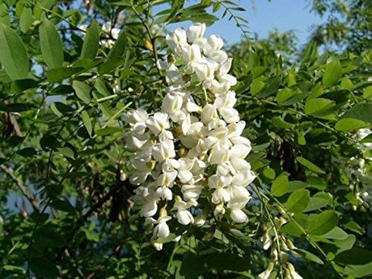 Sophora japonica - sophora (Forest honeycomb)