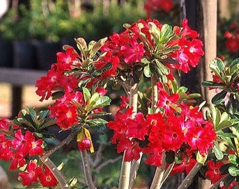 Adenium obesum cv "Arrogant" - desert rose (Square vase 7x7x8 cm)