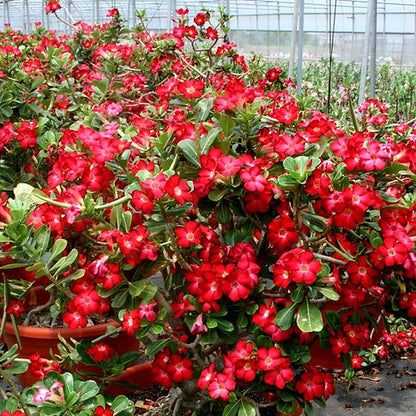 Adenium obesum cv "Super Satisfactory" - desert rose (Square vase 7x7x8 cm)