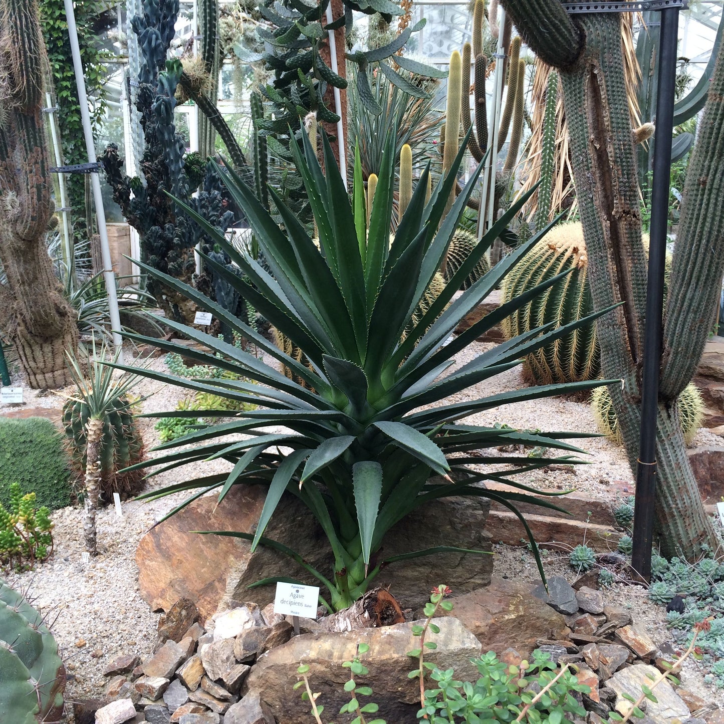 Agave decipiens - agave arborea (14 cm pot)