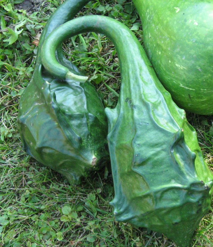 Lagenaria siceraria cv. "dinosaur gourd" - bottle gourd (1 pack)