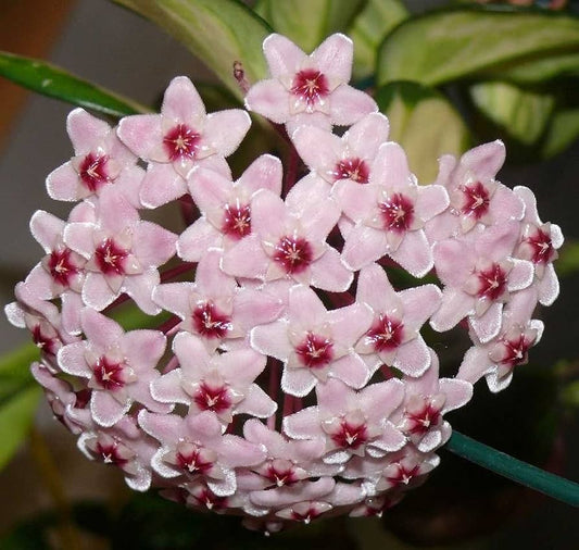 Hoya carnosa  - fiore di cera SET 2 PIANTE (Alveolino)