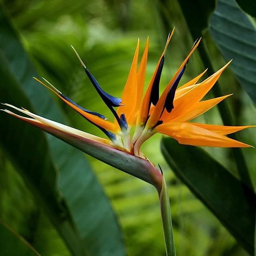 Strelitzia reginae - bird of paradise (Pot 18 cm)