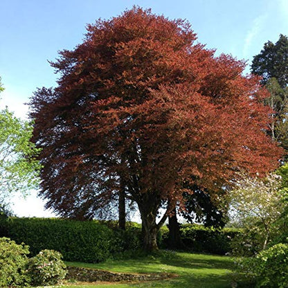 Fagus sylvatica cv. "purpurea" - faggio rosso (Alveolo forestale)