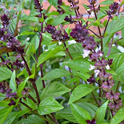 Ocimum basilicum cannella - basilico alla cannella (1 confezione di semi)