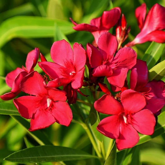 Nerium oleander "rosso" - oleandro (Alveolo forestale)