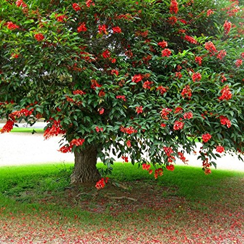 Erythrina crista-galli - cockscomb (Square vase 9x9x20 cm)