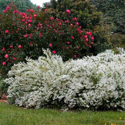 Deutzia gracilis - deuzia (Vaso quadro 12x12x20 cm)