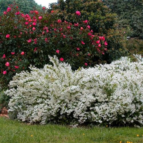 Deutzia gracilis - deuzia (Square vase 12x12x20 cm)