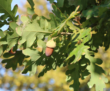 Quercus robur subsp. pedunculiflora - farnia dei Balcani (4 semi)