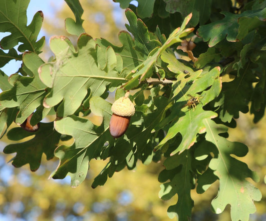Quercus robur subsp. pedunculiflora - Balkan oak (forest alveolus)