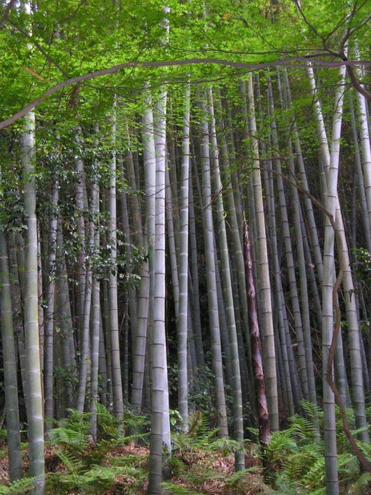 Phyllostachys edulis - giant moso bamboo (1 pack)