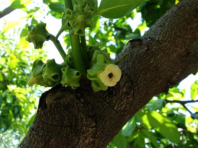 Diospyros digyna - zapote nero (Alveolo forestale)