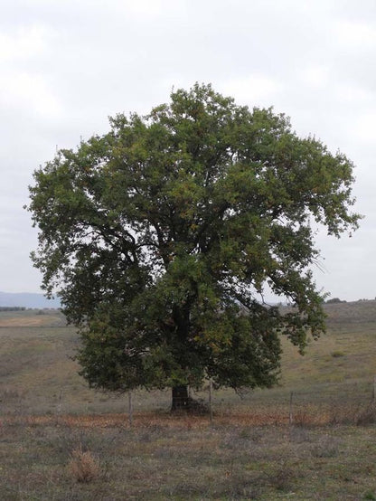 Quercus pubescens - roverella (5 semi)