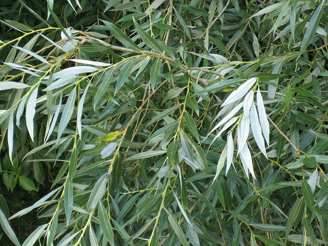 Salix alba subsp. Tristis - Salice bianco piangente (Alveolo forestale)