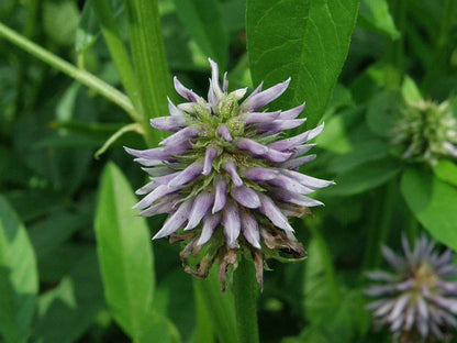 Glycyrrhiza echinata - bristle liquorice (Square vase 9x9x13 cm)