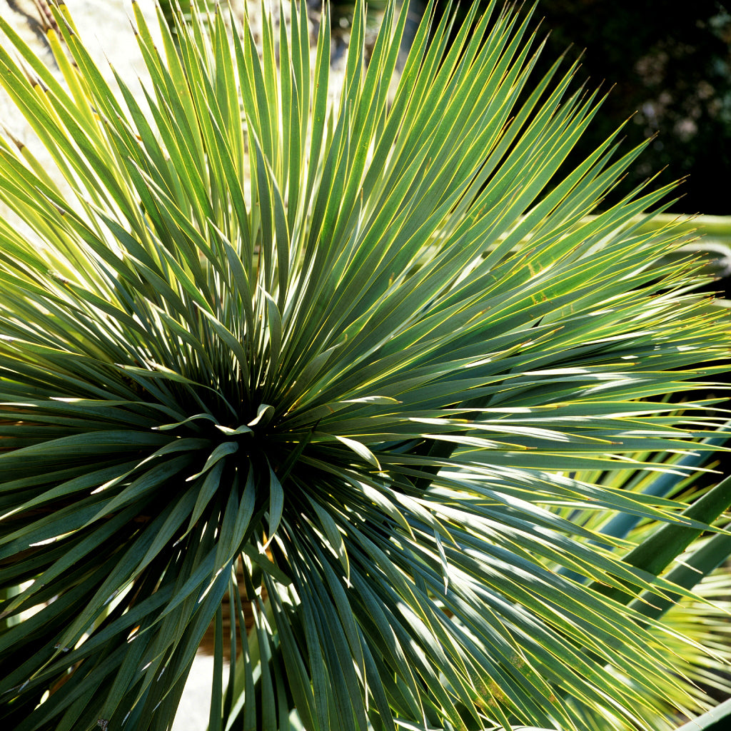 Dasylirion acrotrichum var. Occidentalis - dasilirio (Pot 18 cm)