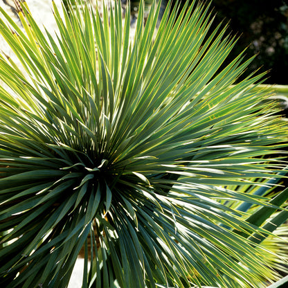 Dasylirion acrotrichum var. occidentalis - dasilirio (Vaso 18 cm)