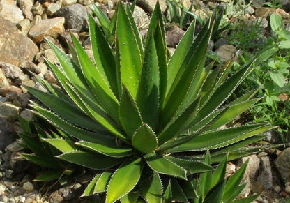 Agave kerchovei - (Square vase 7x7x10 cm)