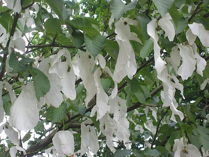 Davidia involucrata - handkerchief tree (Pot 20 cm)