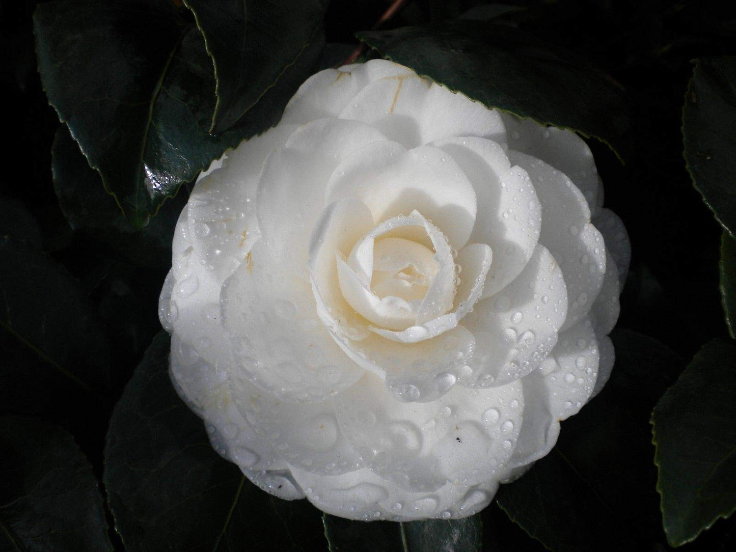 Camellia japonica cv. "Paolina Maggi" - camelia bianca (Vaso 18 cm)