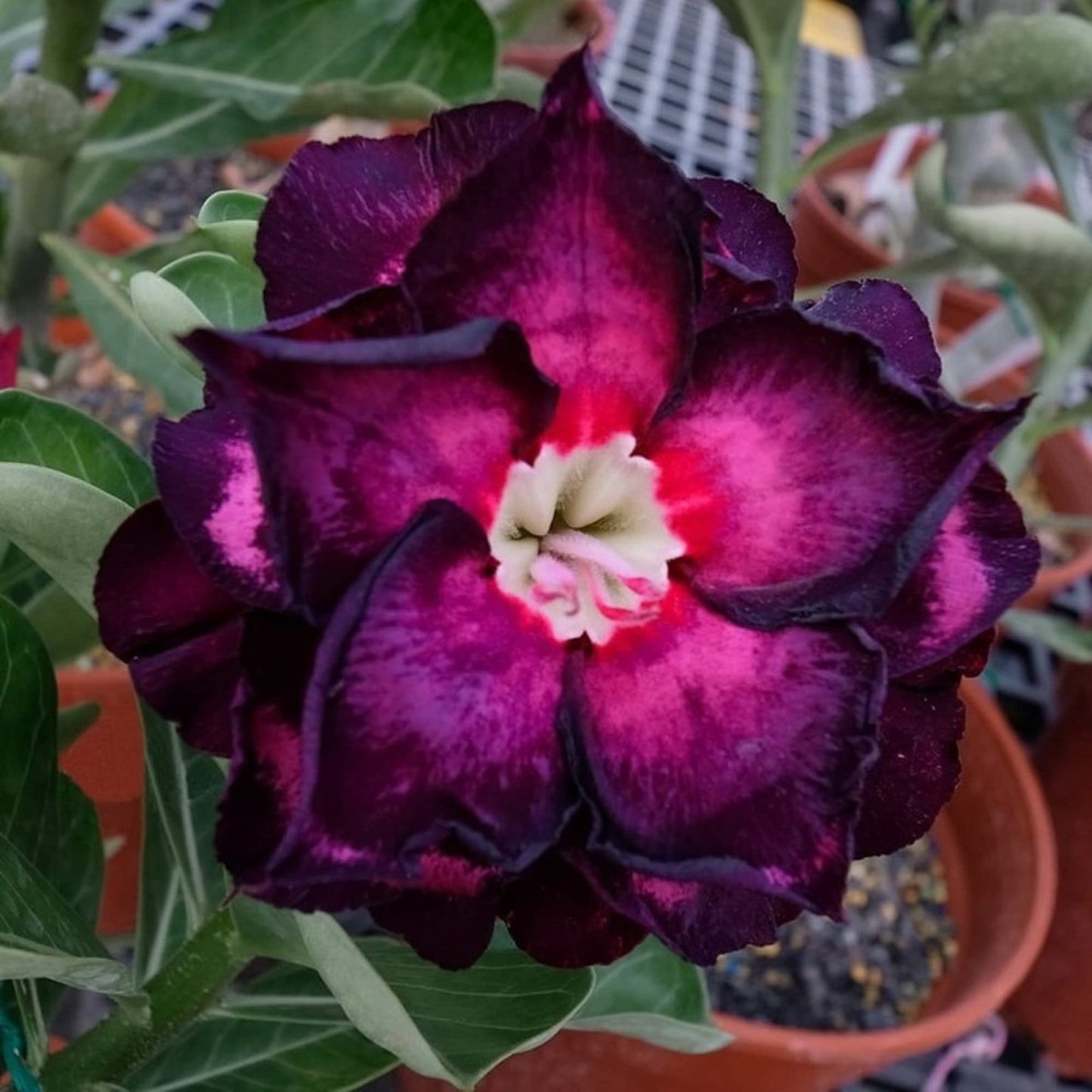 Adenium obesum KO ebay 99 - desert rose (Square vase 7x7x8 cm)