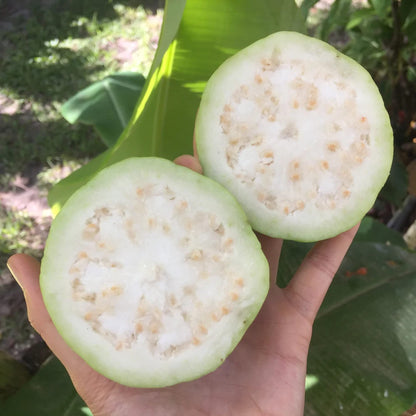 Psidium guajava cv. frutto sferico bianco grosso - guajava bianca indiana (Alveolo forestale)