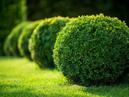 Buxus sempervirens - boxwood (30 cm pot)