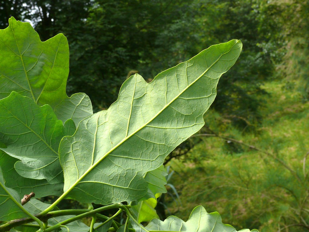 Quercus x saulii sin. Quercus montana x Quercus alba  - Quercia di Saul (Alveolo forestale)