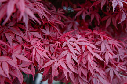 Acer palmatum "atropurpureum" - red maple (Square vase 7x7x8 cm, FRANCO)