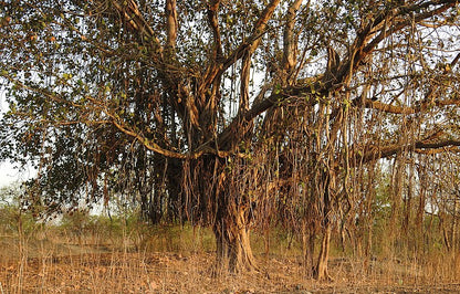 Ficus benghalensis MDB 65 - ficus dea Kalì (Vaso quadro 9x9x20 cm)
