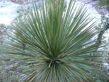 Dasylirion acrotrichum var. parryanum - dasilirio (Square vase 7x7x10 cm)