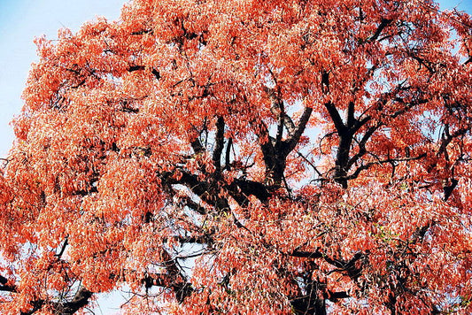 Erythrina dominguezii rosa - albero cresta del gallo fiori rosa (Vaso 24 cm)