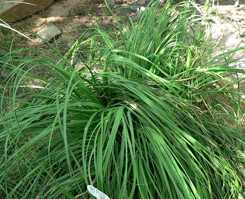 Nolina (syn. Beaucarnea) microcarpa - smoke-eating plant (Square vase 7x7x10 cm)
