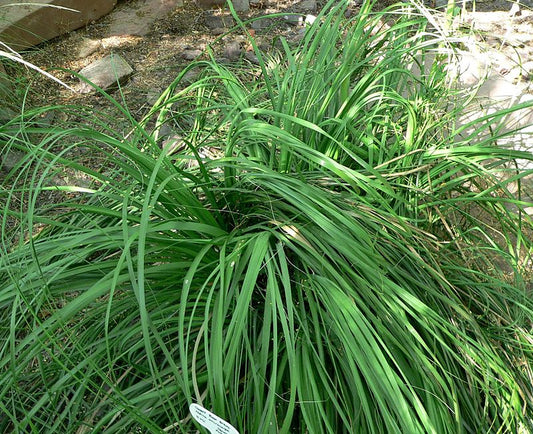 Nolina (sin. Beaucarnea) microcarpa - pianta mangiafumo (Vaso quadro 7x7x10 cm)